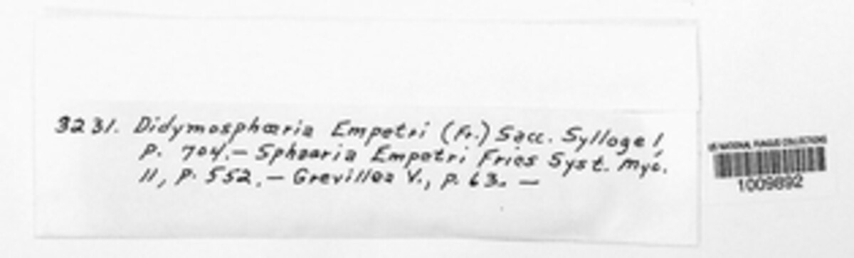 Leptosphaeria empetri image